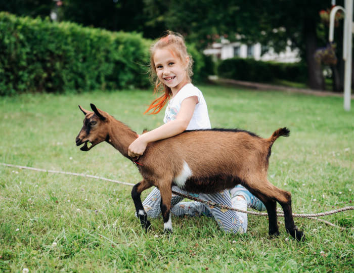 Мини-зоопарк - Парк-отель Lesnoy / Лесной